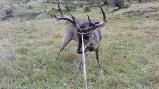 Millonaria recompensa por culpables de muerte de venado en Páramo de Boyacá: Millonaria recompensa por culpables de muerte de venado en Páramo de Boyacá Millonaria recompensa por culpables de muerte de venado en Páramo de Boyacá: Millonaria recompensa por culpables de muerte de venado en Páramo de Boyacá