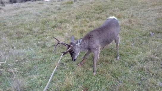 Millonaria recompensa por culpables de muerte de venado en Páramo de Boyacá: Millonaria recompensa por culpables de muerte de venado en Páramo de Boyacá Millonaria recompensa por culpables de muerte de venado en Páramo de Boyacá: Millonaria recompensa por culpables de muerte de venado en Páramo de Boyacá
