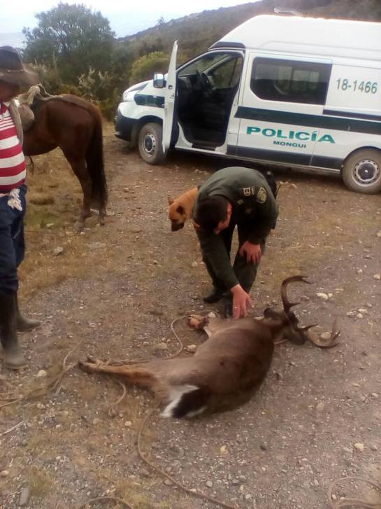 Millonaria recompensa por culpables de muerte de venado en Páramo de Boyacá: Millonaria recompensa por culpables de muerte de venado en Páramo de Boyacá Millonaria recompensa por culpables de muerte de venado en Páramo de Boyacá: Millonaria recompensa por culpables de muerte de venado en Páramo de Boyacá