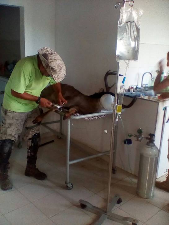 Millonaria recompensa por culpables de muerte de venado en Páramo de Boyacá: Millonaria recompensa por culpables de muerte de venado en Páramo de Boyacá Millonaria recompensa por culpables de muerte de venado en Páramo de Boyacá: Millonaria recompensa por culpables de muerte de venado en Páramo de Boyacá