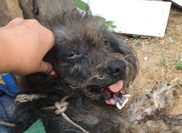 BUCARAMANGA MASCOTA MALTRATO ANIMAL: A machete, atacaron a un perro en la zona industrial