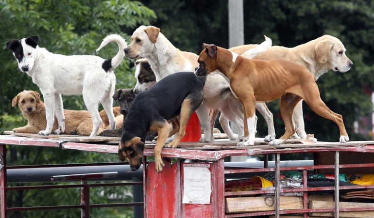 Perros