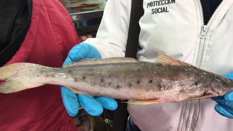 Pescado con altos niveles de mercurio fue decomisado en Tunja, Boyacá: Pescado con altos niveles de mercurio fue decomisado en Tunja, Boyacá