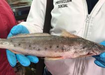 Pescado con altos niveles de mercurio fue decomisado en Tunja, Boyacá