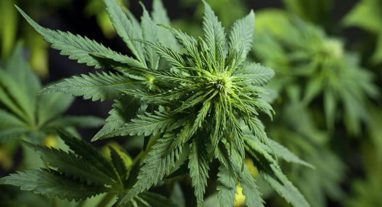 Este sábado marcharán en Barichara en rechazo a proyecto de marihuana: Este sábado marcharán en Barichara en rechazo a proyecto de marihuana