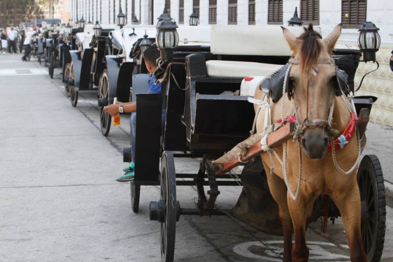 En el Centro Histórico de Cartagena caballo cochero mordió a una mujer
