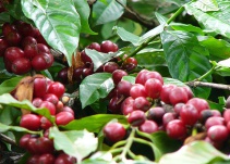 Bajo precio de la carga de café angustia a cultivadores del Tolima