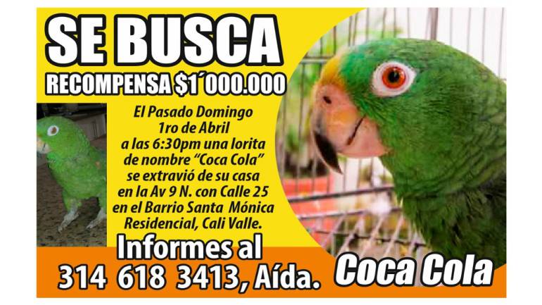 Millonaria recompensa por lora desaparecida: Un millón de pesos ofrecen en Cali por una lora que se perdió