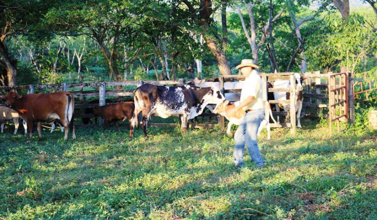 Brote de aftosa en Arauca preocupa ganaderos de Cúcuta y Norte de Santander