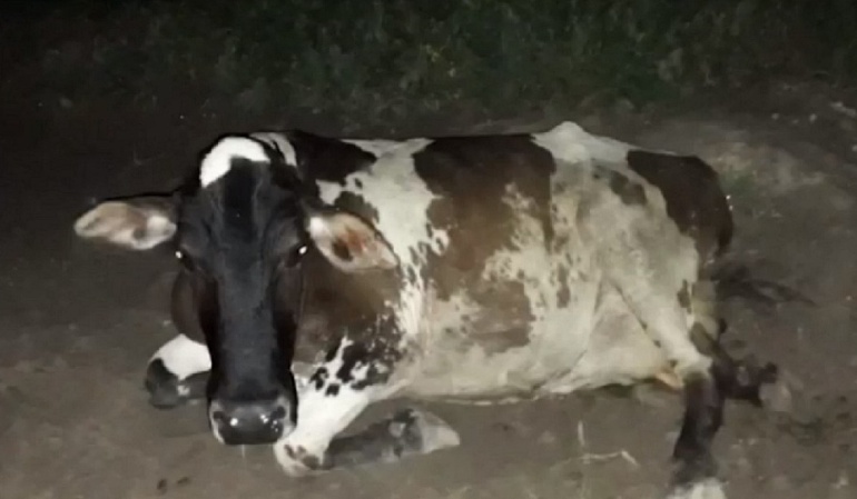 ANIMAL, VACA, ACCIDENTE, MUERTE: Motociclista muere al chocar contra una vaca ANIMAL, VACA, ACCIDENTE, MUERTE: Motociclista muere al chocar contra una vaca