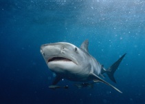 Avistamiento de tiburones en San Andrés