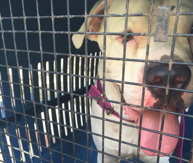 Capturan a hombre que ordenó a su perro pitbull atacar a una mujer