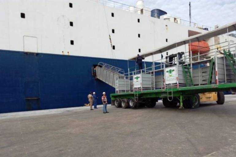 Exportación de reses, ganado: Desde Cartagena, 13.000 bovinos exportados hacia Irak y El Líbano