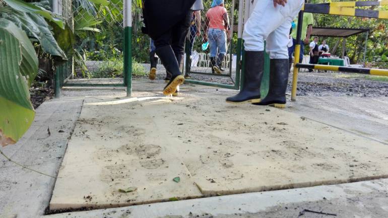 Gremio bananero se declara víctima del maldito narcotráfico