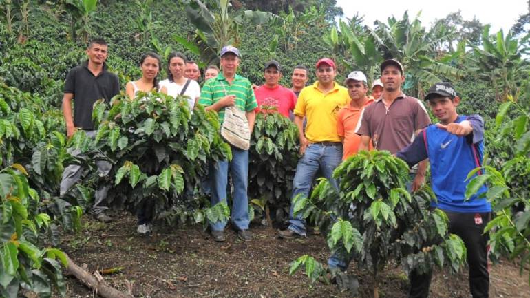 planto cafeteros: Cafeteros del Valle contra bancarización e importación del grano