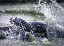 La fauna regreso al Lago del Cisne en Puerto Colombia
