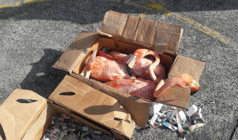 La policía ambiental recuperó los flamingos en un puesto de control