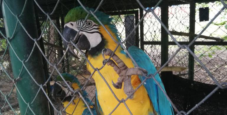 Corpoboyacá adelanta acciones contra el tráfico de animales silvestres: Corpoboyacá adelanta acciones contra el tráfico de animales silvestres