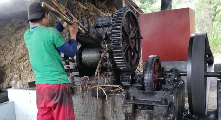 Indígenas en la Sierra Nevada producen panela de exportación