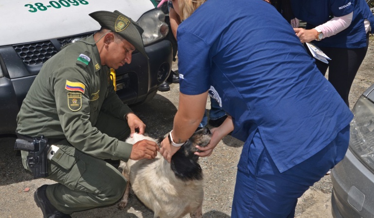 Emergencia Hidroituango: Policía inicia plan de rescate de animales abandonados en Puerto Valdivia