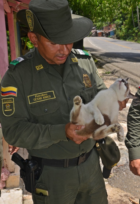 Emergencia Hidroituango: Policía inicia plan de rescate de animales abandonados en Puerto Valdivia Emergencia Hidroituango: Policía inicia plan de rescate de animales abandonados en Puerto Valdivia