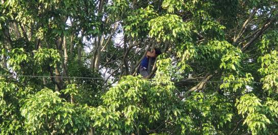 BUCARAMANGA CONTROVERSIA TALA ÁRBOLES NORMAL SUPERIOR: Universitario permanece en un árbol para evitar tala en la Normal BUCARAMANGA CONTROVERSIA TALA ÁRBOLES NORMAL SUPERIOR: Universitario permanece en un árbol para evitar tala en la Normal