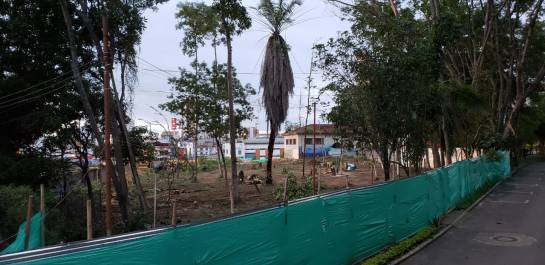 BUCARAMANGA CONTROVERSIA TALA ÁRBOLES NORMAL SUPERIOR: Universitario permanece en un árbol para evitar tala en la Normal BUCARAMANGA CONTROVERSIA TALA ÁRBOLES NORMAL SUPERIOR: Universitario permanece en un árbol para evitar tala en la Normal