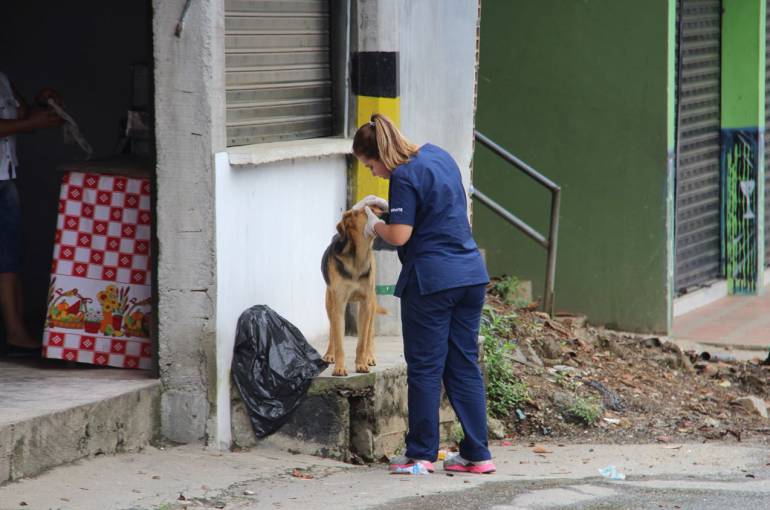 Universidad, CES, Hidroituango: Veterinarios de U. CES han atendido 300 animales por crisis en Hidroituango
