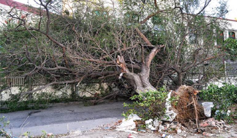Árbol Caído