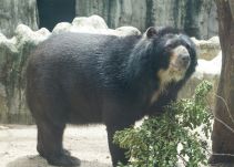 Oso anteojos y la anaconda a segunda vuelta en elecciones del Zoo