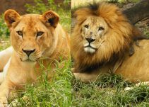 Video de leones en mal estado no corresponde al Zoológico Santa Fe