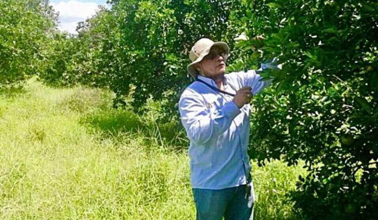 Bolívar, Plagas, ICA: ICA realiza monitoreo a plaga de moscas frutales en Bolívar