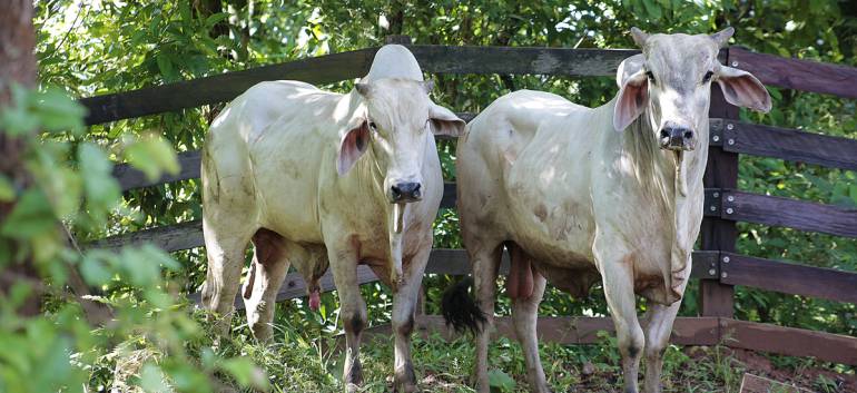 fiebre aftosa.: Detectan foco de fiebre aftosa en predio rural de Sogamoso en Boyacá