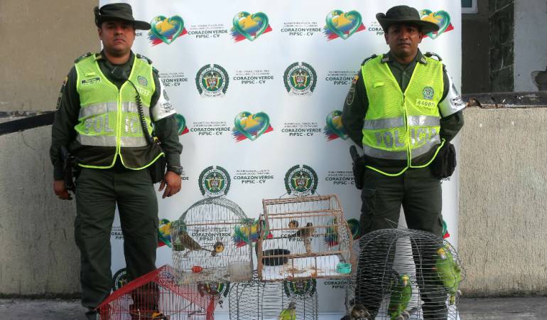 Trafico ilegal de fauna: Rescatan 14 aves silvestres en cautiverio en Cartagena