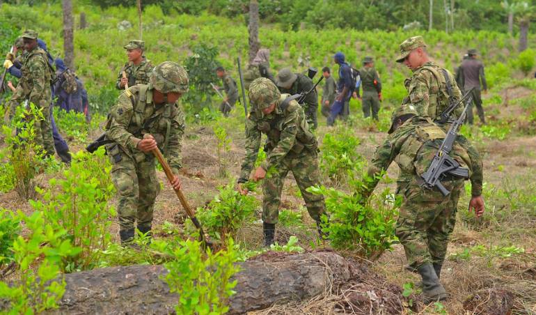 marihuana: Inició pago a las familias de Tumaco por sustitución de cultivos ilícitos