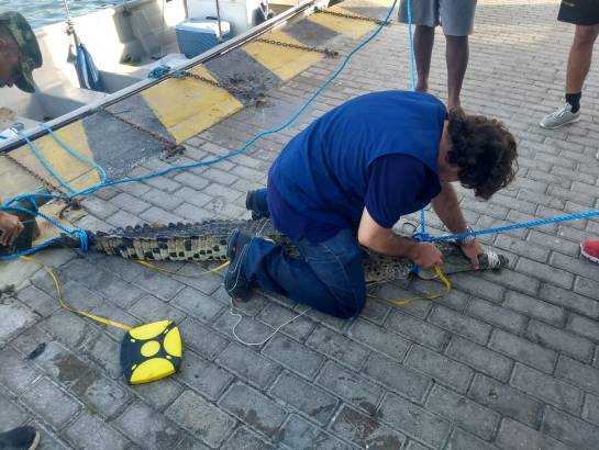Atrapan a un cocodrilo en las playas de San Andrés Atrapan a un cocodrilo en las playas de San Andrés