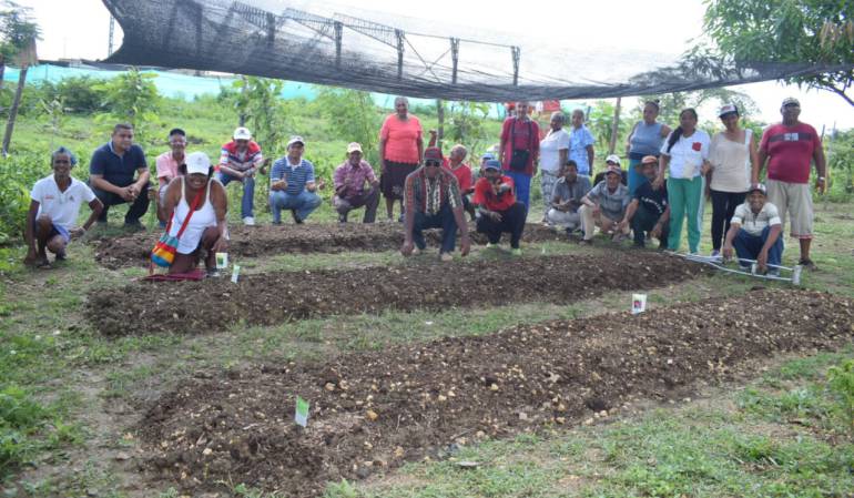 Arjona, Bolívar, Cultivos: Patios productivos para adultos mayores en Arjona Bolívar