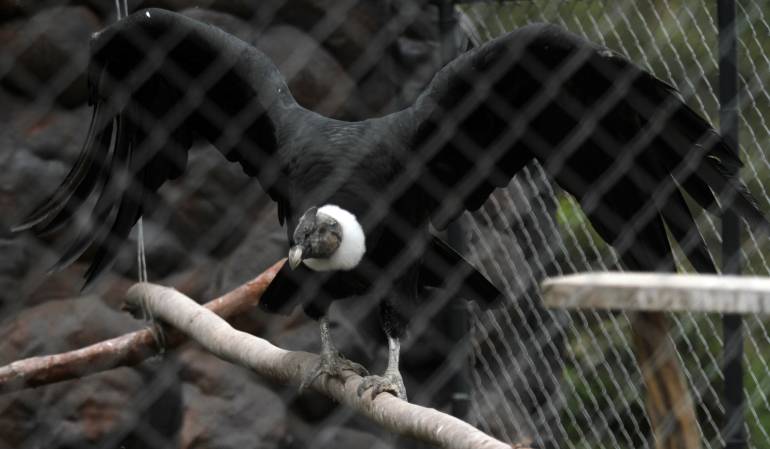 Cóndores intoxicados: Cóndores en Santa Marta murieron intoxicados por pesticidas