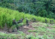 Clan del golfo siembra minas para proteger cultivos de coca