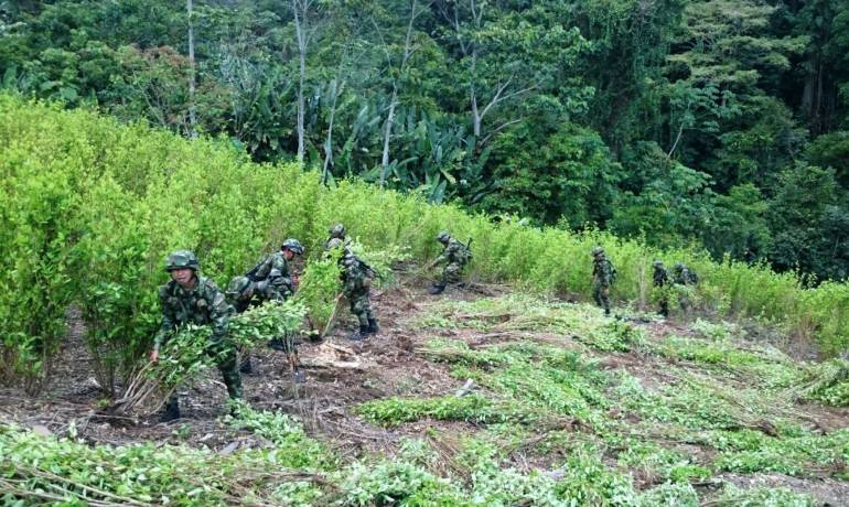 Clan del golfo siembra minas para proteger cultivos de coca