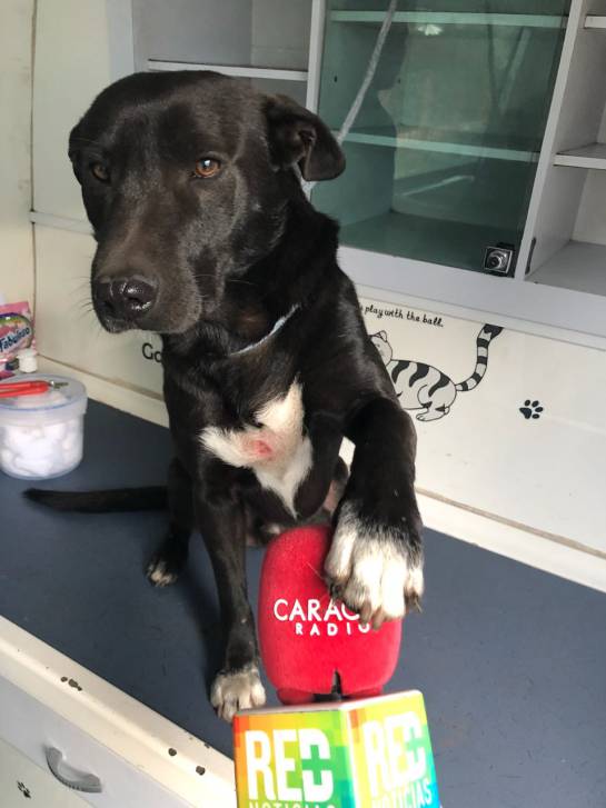 En los Zapatos de La Gente: En los zapatos de una peluquera canina en Bogotá En los Zapatos de La Gente: En los zapatos de una peluquera canina en Bogotá