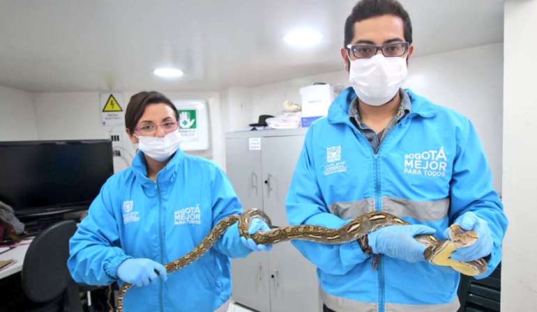 Rescate de animales silvestres: Rescatan una quinta serpiente exótica en Bogotá