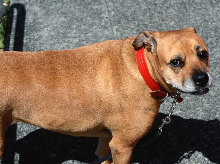 Policía descarta que camión recolecte animales en calles de Barranquilla