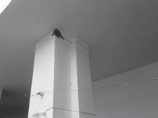 Temblor en Bogotá hoy: Sismo causa afectaciones en Dolores, Tolima Temblor en Bogotá hoy: Sismo causa afectaciones en Dolores, Tolima