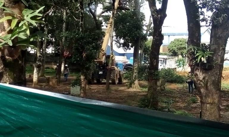 TALA ARBOLES ESCUELA NORMAL INVESTIGACION ALCALDE BUCARAMANGA: Abren investigación a alcalde por tala de árboles de la Normal
