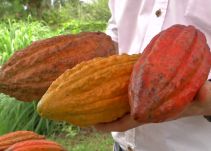 Franceses quieren exportar cacao orgánico del Huila