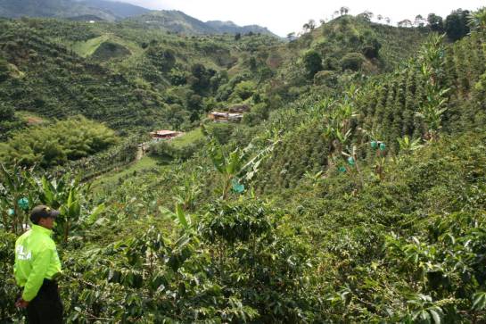 Predio en extinción de dominio en Caldas y Risaralda Predio en extinción de dominio en Caldas y Risaralda