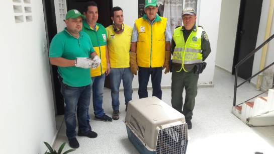 ANIMAL, OSA PEREZOSA, ATAQUE, MUERTE: Muere osa perezosa atacada con escopeta de perdigones ANIMAL, OSA PEREZOSA, ATAQUE, MUERTE: Muere osa perezosa atacada con escopeta de perdigones