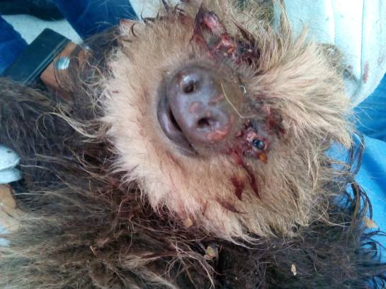 ANIMAL, OSA PEREZOSA, ATAQUE, MUERTE: Muere osa perezosa atacada con escopeta de perdigones ANIMAL, OSA PEREZOSA, ATAQUE, MUERTE: Muere osa perezosa atacada con escopeta de perdigones