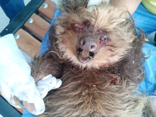 ANIMAL, OSA PEREZOSA, ATAQUE, MUERTE: Muere osa perezosa atacada con escopeta de perdigones ANIMAL, OSA PEREZOSA, ATAQUE, MUERTE: Muere osa perezosa atacada con escopeta de perdigones
